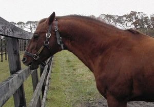 horse_chewing_fence