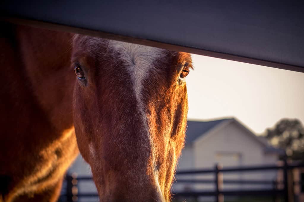 Icelandic Gelding and Buckley Fence at Sunset