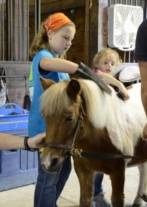 thanksgiving-horse