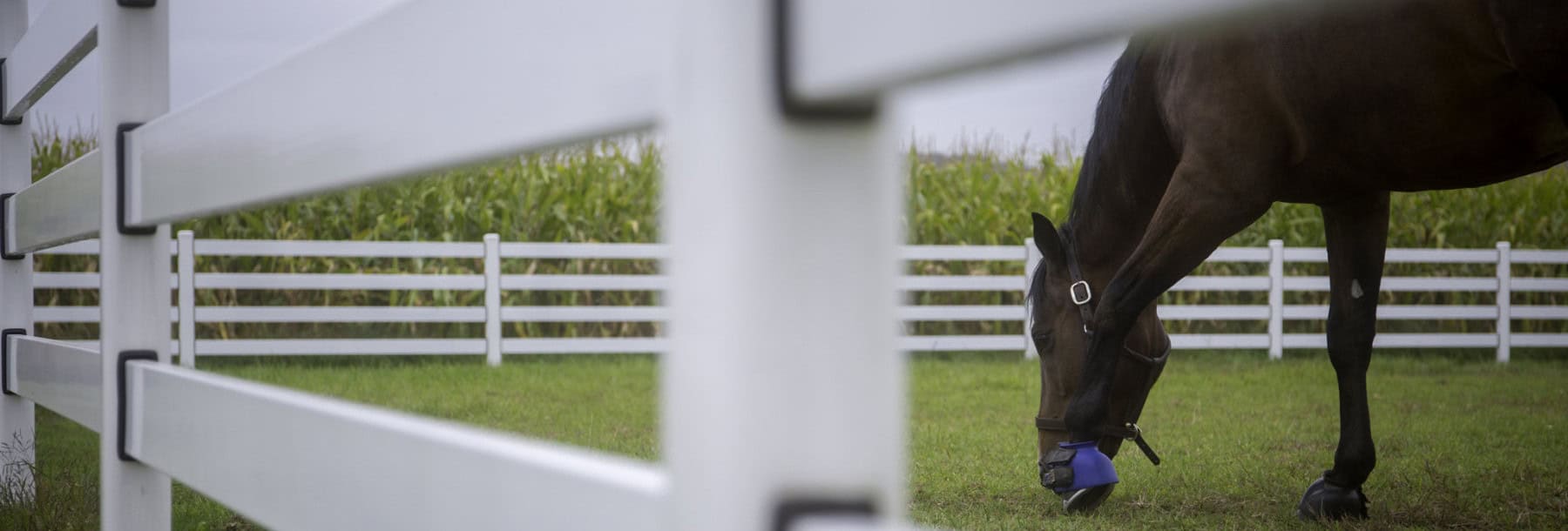 Horse Fence, Steel Board Horse Fencing & More From Buckley Fence LLC.